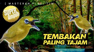 Download lagu 🔴 LIVE Masteran Pleci Tembakan Paling Tajam mp3