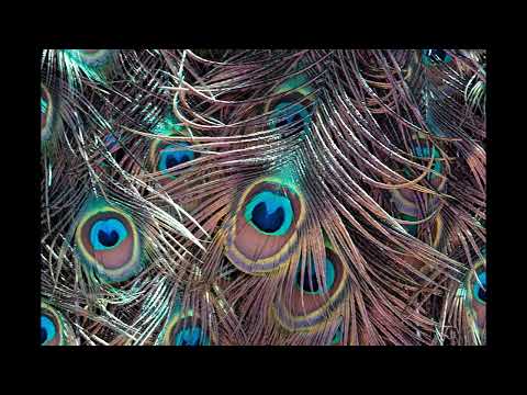 Páslo dievča pávy