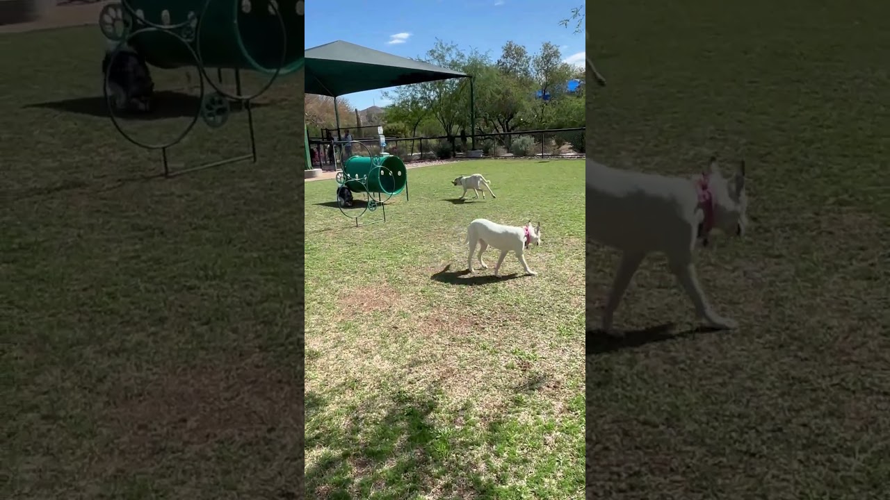 Toby, a Adoptable mixed breed in Phoenix, AZ video 4/5