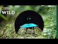 Rare Footage of New Bird of Paradise Species Shows Odd Courtship Dance | Nat Geo Wild