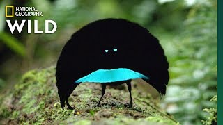 Rare Footage of New Bird of Paradise Species Shows Odd Courtship Dance | Nat Geo Wild by Nat Geo WILD