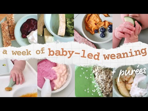 Was mein 8 Monate altes Baby in einer Woche isst | Baby-Led Weaning + Breie