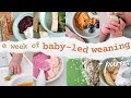What My 8 Month Old Eats in a WEEK | Baby-Led Weaning + Purees