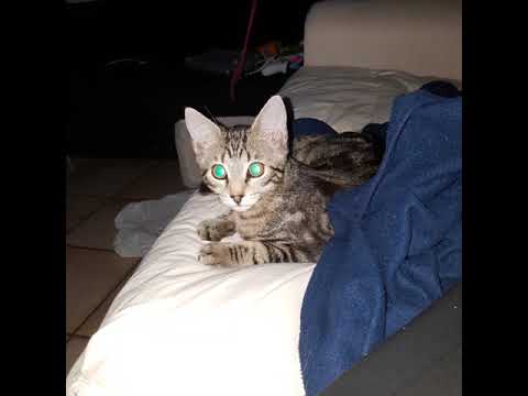 alle unsere baby's ❤ katzen und ratten 😍