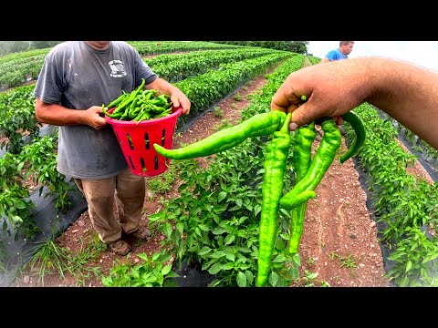 The Real side of Vegetable Farming