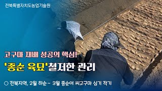 ✨다수확 고구마 재배 성공의 핵심! ‘종순 육묘’ 철저한 관리
