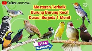 Download lagu Masteran Burung Kecil Terbaik Jeda 1 Menit || 10 Masteran Kombinasi Burung Kecil mp3 Download lagu Masteran Burung Kecil Terbaik Jeda 1 Menit || 10 Masteran Kombinasi Burung Kecil mp3