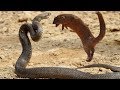 Snakes Fight Mongoose To Death Snake Vs Mongoose Best Attack In Africa