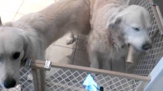 Which dog did it....guilty golden retriever!