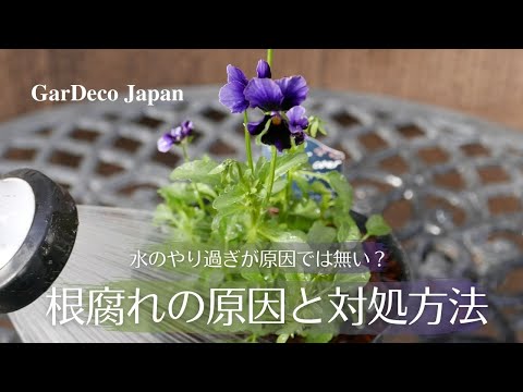 園芸 上手に根を張る秘訣