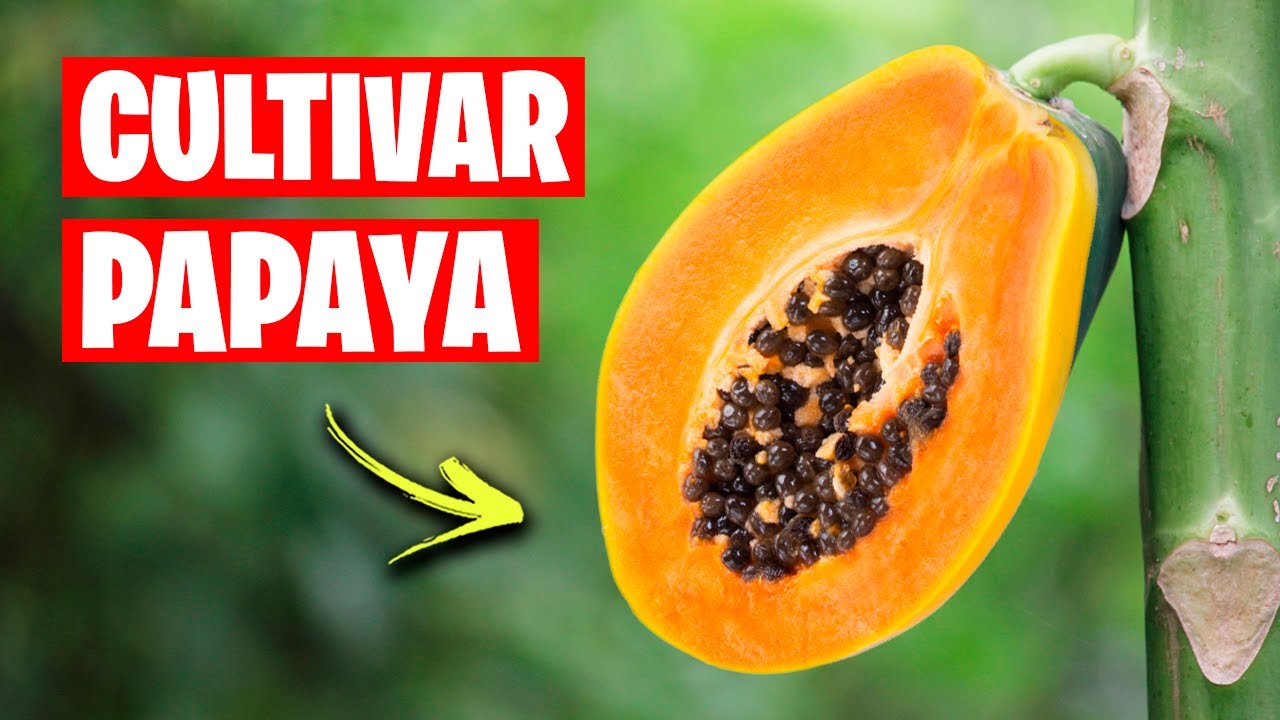 Cultivo Exitoso de Papaya: Consejos y Trucos