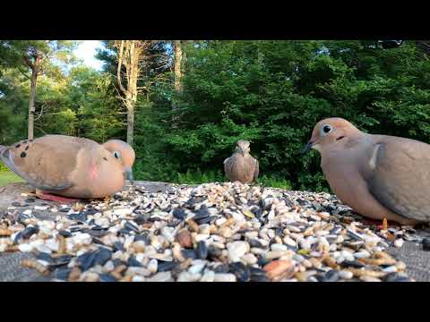 Mourning Doves Scatter