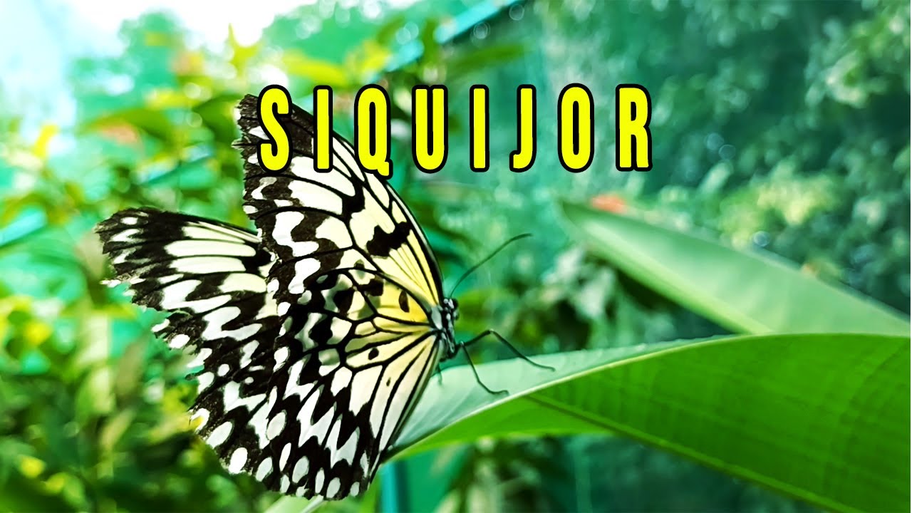 Embark on a walking tour of Siquijor Butterfly Sanctuary.