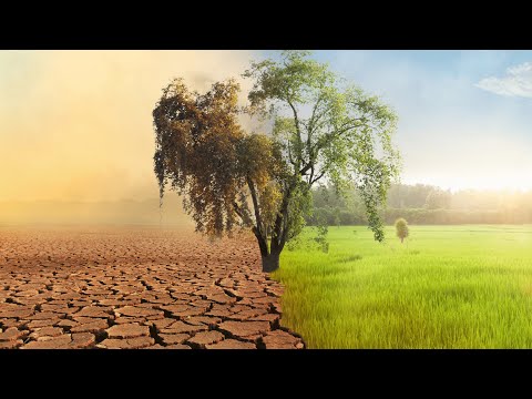 Video: Environment