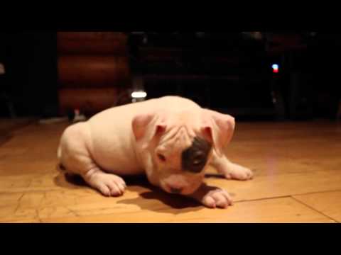 Naveena x Juggernaut pups