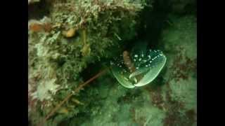 preview picture of video 'Plongée sous-marine à Pornichet'