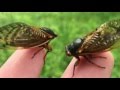 Sounds of the 17 Year Cicada