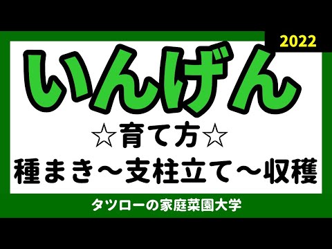 なぜ庭でランナーインゲンを栽培するのでしょうか？この食用および観賞用の植物についてすべてを知る  庭園