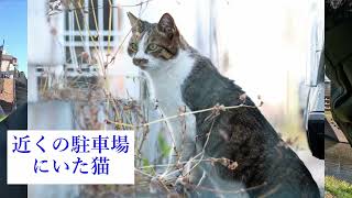 【調布】多摩川には“鳥の楽園”がある！野川＆多摩川 バードウォッチング - 野鳥撮影【然工】