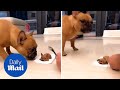 Hilarious Moment Dog Panicked After Owner Cuts Into Dog Shaped Cake