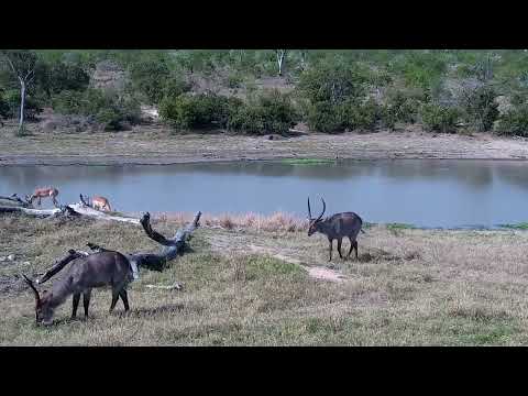 Djuma: Impalas, Waterbuck bull sparring too and Nyala bull - 14:60 - 10/11/2022