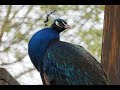 Peacock Call (HD)