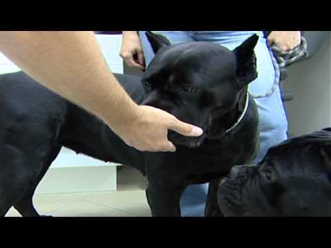 Mikor kell féregteleníteni a kölyök kutyákat?