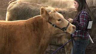 preview picture of video 'Georgia National Livestock Show in Perry'