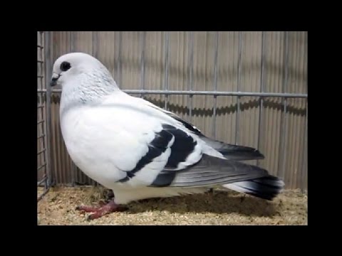 Damascener, Bayerische Landesgeflügelschau 2015, Damascene, Damasceno