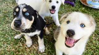 Training My Foster Puppies So They Can Be Upstanding Members of Society