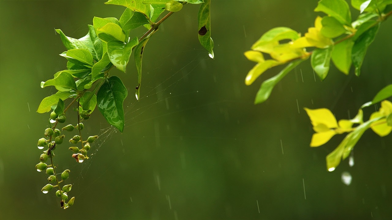A Calming Storm | 4k Tropical Rain for Deep Sleep, Study, Focus