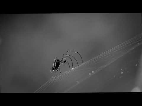 Creepy Spider - Royalty Free Stock Footage