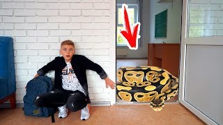Обнаружили живого ПИТОНА в школе!!!Found a live python in school!