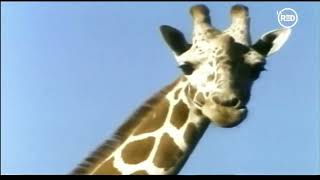 Plaza Sésamo (Sesame Street) - Take a Breath (Latin Spanish)