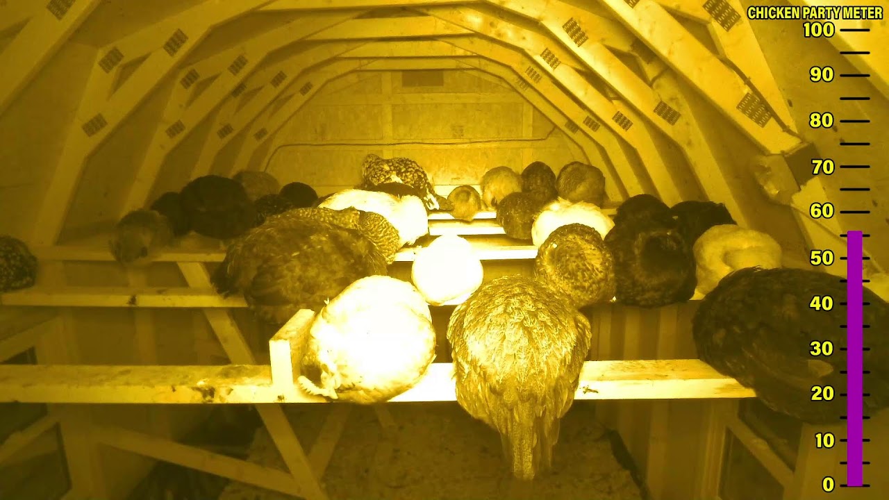 Chicken City Live Stream