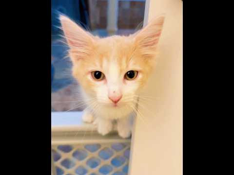 She has so many kittens 😍