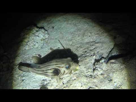 Night Dive