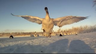 preview picture of video 'The Winter Swans of Hudson'