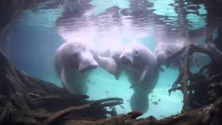 preview picture of video 'Snorkeling with the Manatees of Crystal River, Florida'
