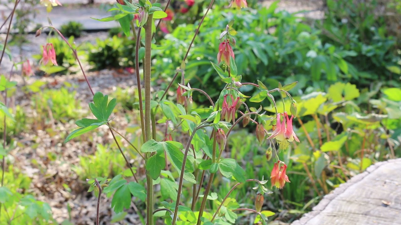 Columbine (Aquilegia canadensis) - Plant Identification