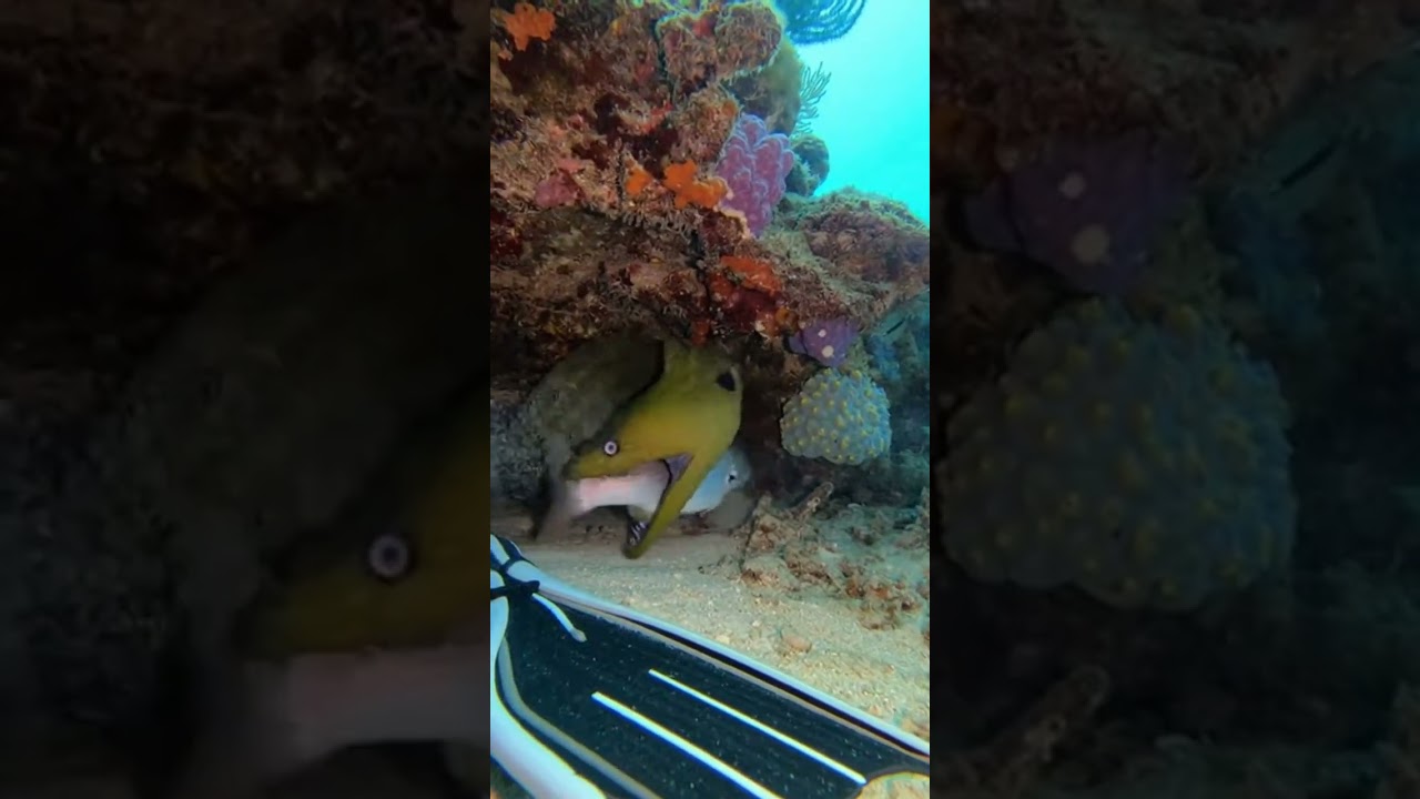 oray Eel Snatches a Snapper Mid-Dive… Won’t Let Go 😳🐍🐟