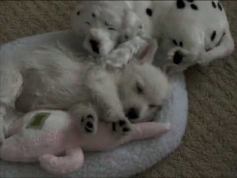 download lagu mp3 mp4 8 Week Old Westie Weight, download lagu 8 Week Old Westie Weight gratis, unduh video klip 8 Week Old Westie Weight