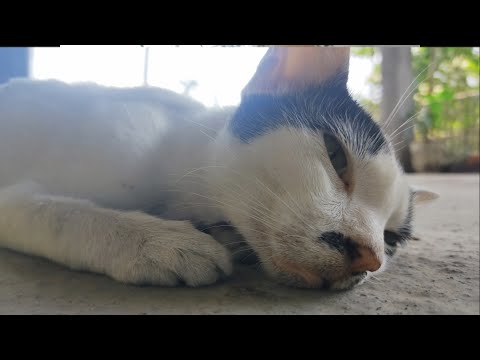Cat stopped eating everything for 2-3 days// Treatment//Recovered our cat//Macro Dynasty