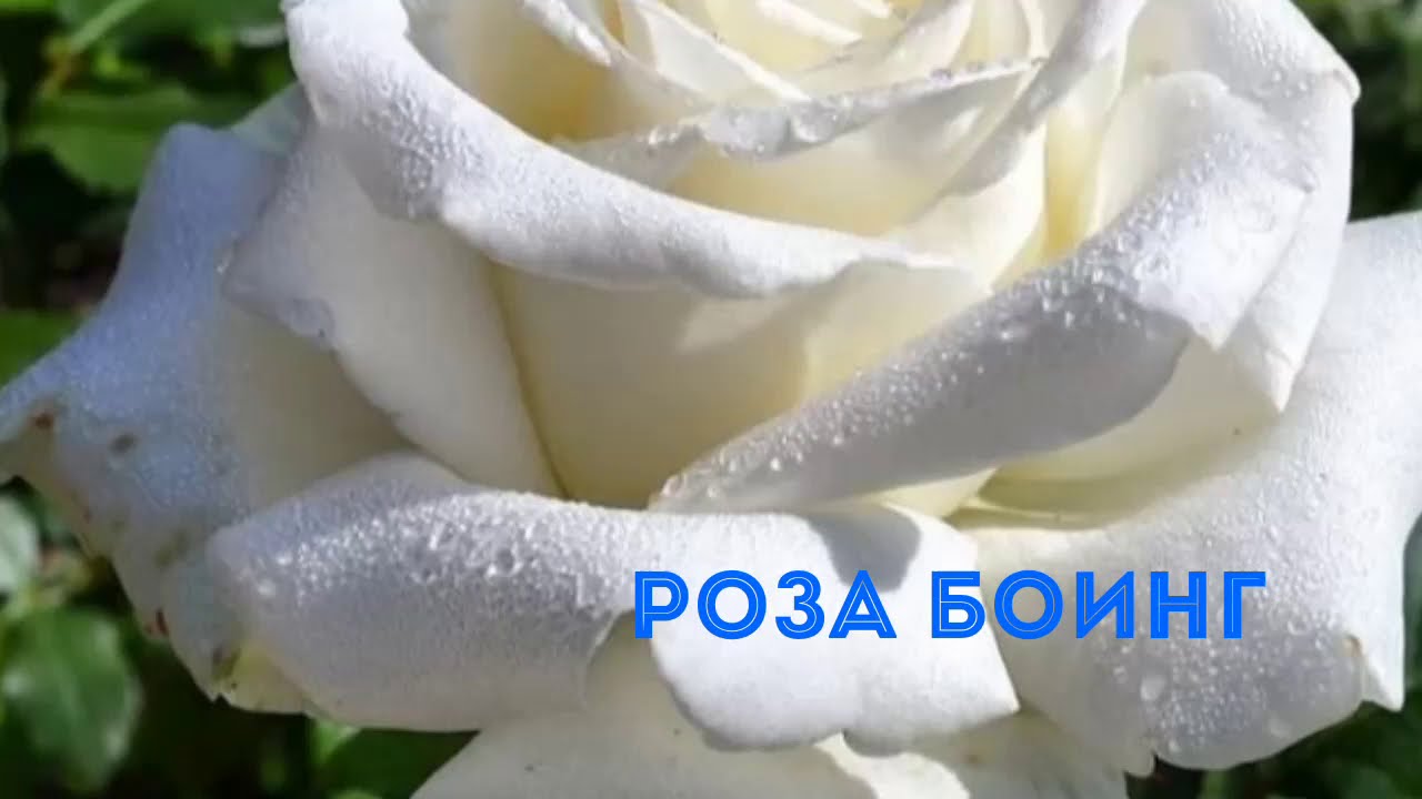 Роза Боинг