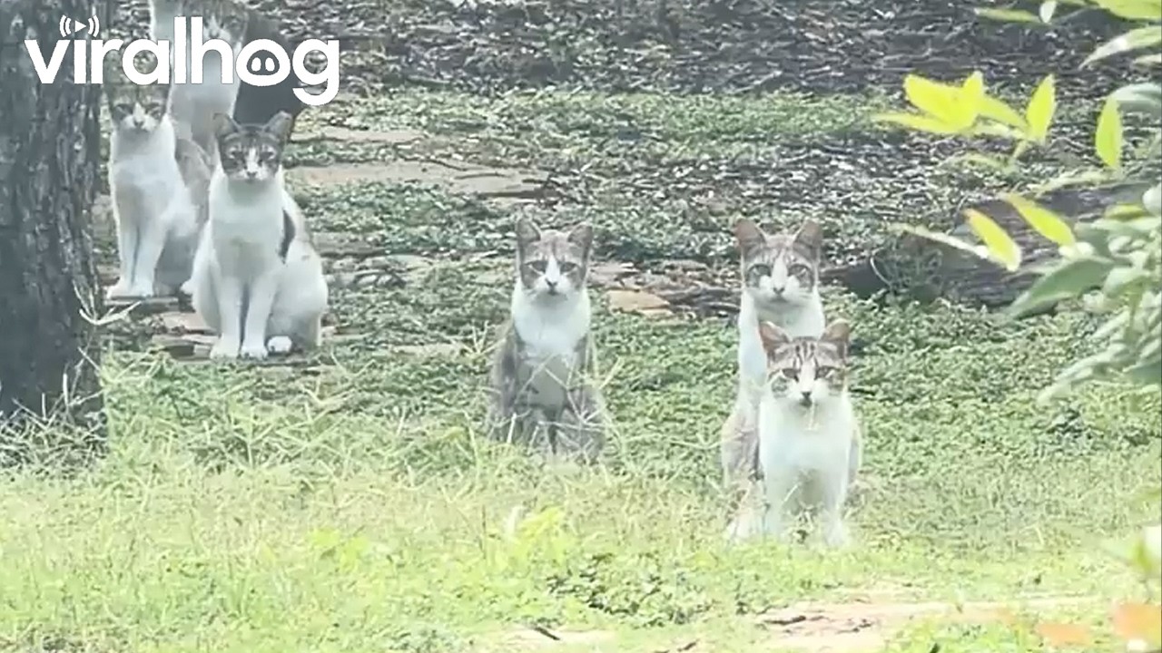 The Neighborhood Watch Committee is on the Prowl || ViralHog