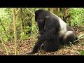 Extreme Mating Rituals In Nature 4K Documentary