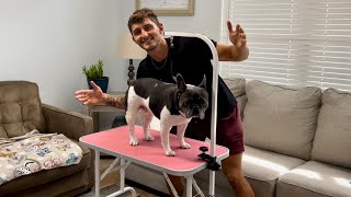 Foldable Pet Grooming Station Review!