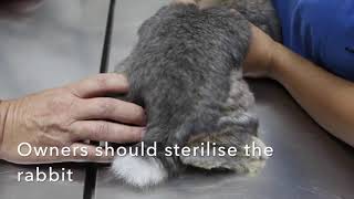 Final video: A male rabbit pees bloody urine. Why?