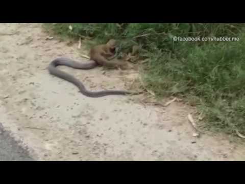 Tierischer Straßen-Kampf: Mungo vs. Kobra