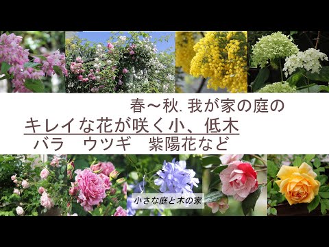 春の庭を美しくするためにどの花の咲く木を植えるべきですか?  庭園